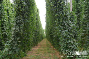 Pictured just before harvest, bines late in the growing season can resemble curtains as they are thick and full. Hops also attach at the top of the trellis, resulting in a crossover in the canopy shown in the distance.