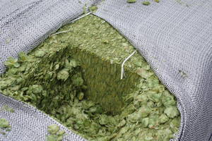 As hops are harvested, dried and baled, Department of Agriculture inspectors collect official samples for seed, leaf, and stem inspections to verify the quality of the crop for merchants and, ultimately, the brewing customers.