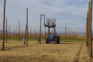 Trellis and irrigation systems are repaired.