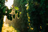 2022 USDA-NASS National Hop Report
