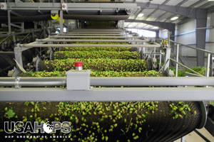Hops going through a gravity-driven filtering process, separating hops from leaves. 