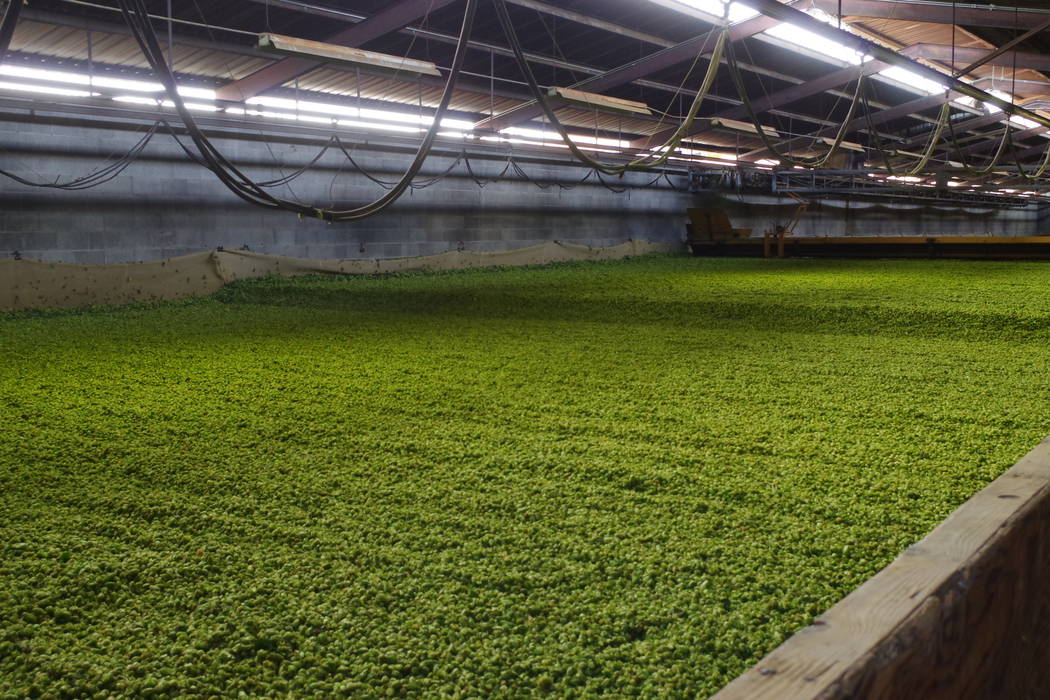 Hop Kiln