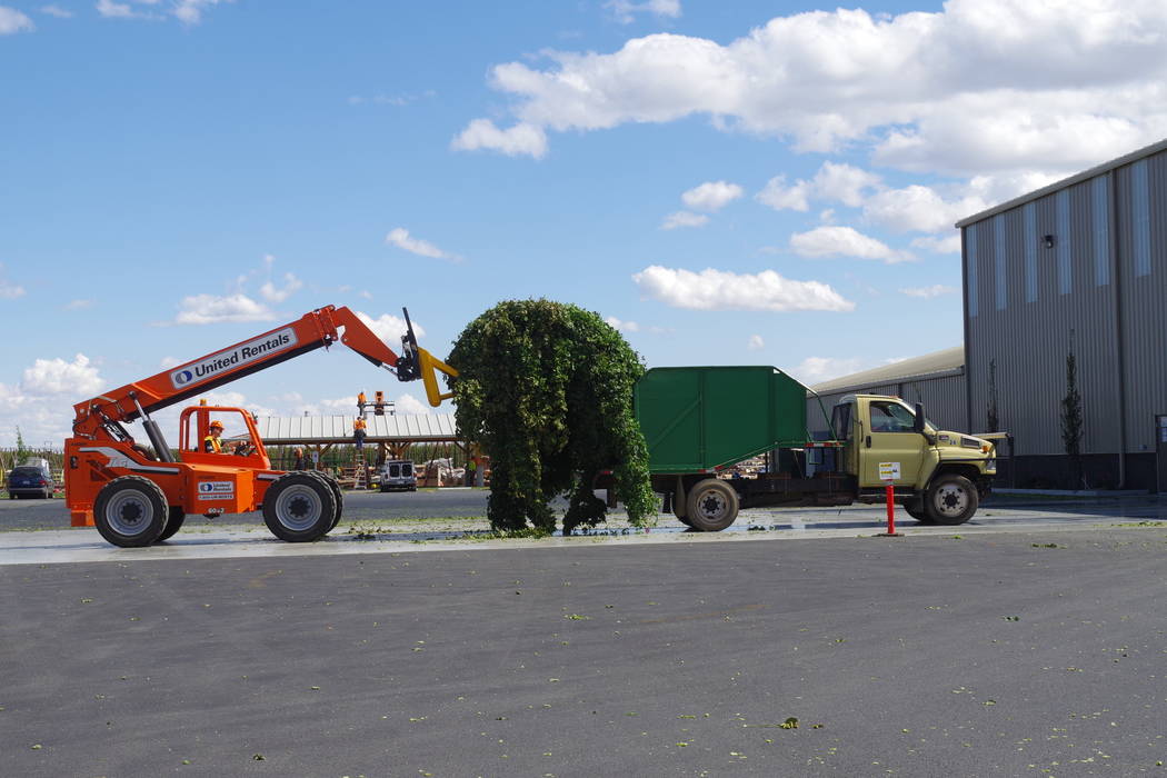 Hop Harvest