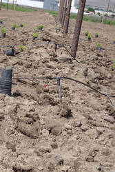 Drip irrigation tubing is installed or rolled back out in the yards, allowing targeted irrigation to begin when soil conditions and plant growth require additional water.