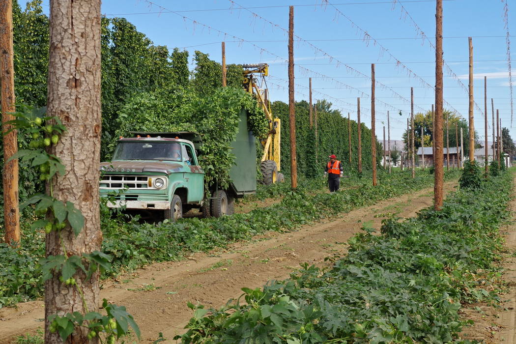 Cost of Producing Hops