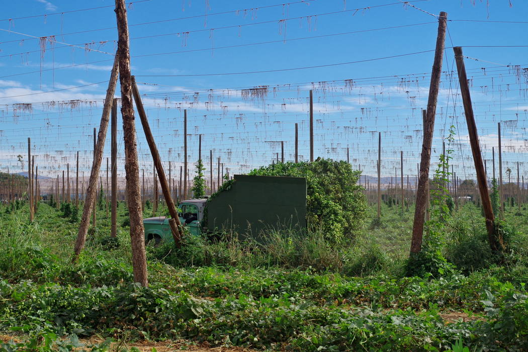 Harvesting Hops