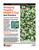 Managing Powdery Mildew in Hop - Best Practices