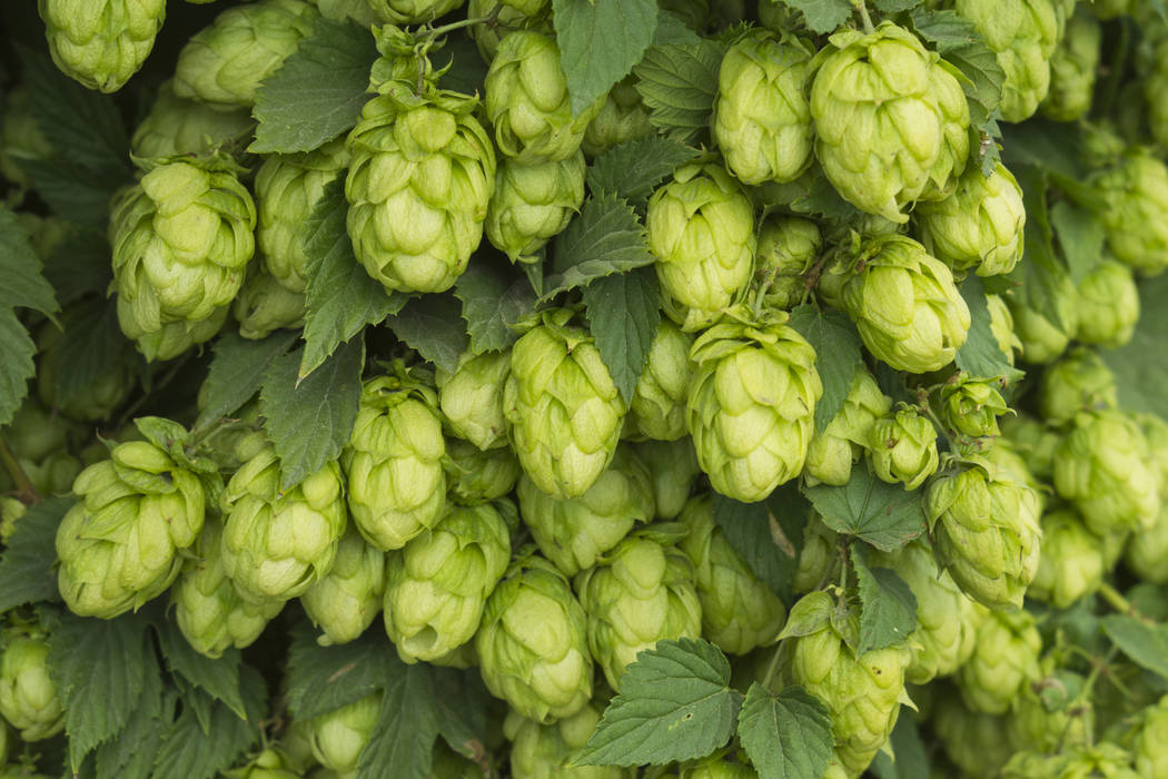 Hop Sensory Finder