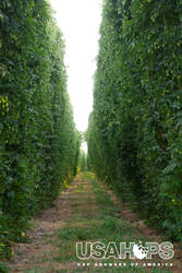 Pictured just before harvest, bines late in the growing season can resemble curtains as they are thick and full. Hops also attach at the top of the trellis, resulting in a crossover in the canopy shown in the distance.