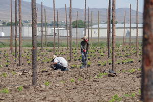 New hop yards are planted from rhizomes or potted plants. Rhizomes are planted in early spring, and potted plants are planted later, after the danger of frost has passed.