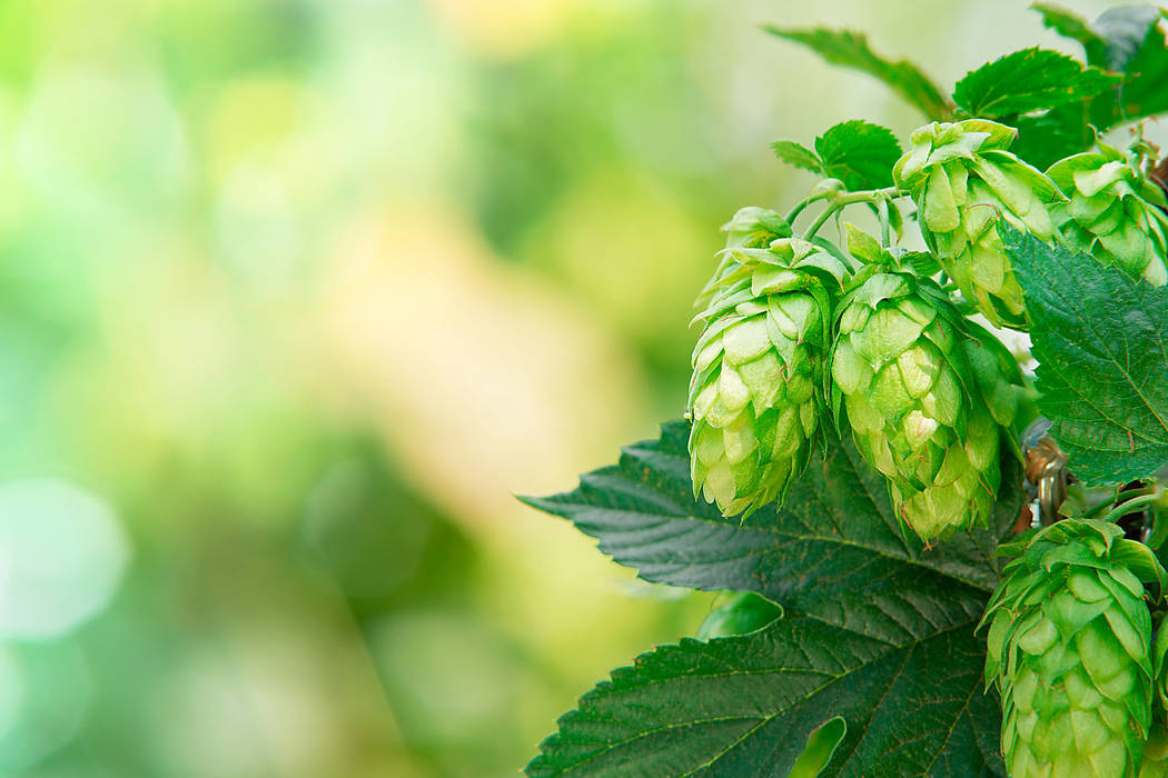 Hop Research Council