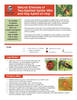 Natural Enemies of Two-Spotted Spider Mite and Hop Aphid on Hop