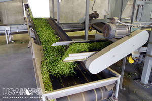 After hops are separated, they make their way to a conveyor belt where they then move on to the kiln to be dried.