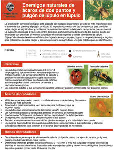 Natural Enemies of Two-Spotted Spider Mite and Hop Aphid on Hop - SPANISH VERSION