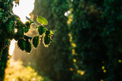 2022 USDA-NASS National Hop Report