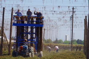 Twining crews manually tie coir (coconut fiber) or paper twine to the overhead trellis structure, while other workers insert the twine into each hill (hop plant).