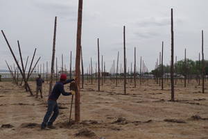 For new yards, trellis construction may take place after harvest in the late fall and early winter, as well as springtime.