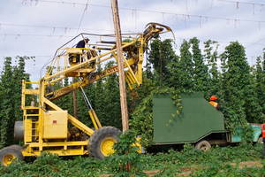 Harvest begins mid-to late August for early aroma varieties, continuing into early October for alpha varieties.