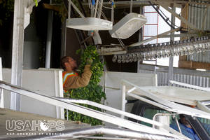 More traditional picking machines see employees loading up each bine to go through the harvesting process.