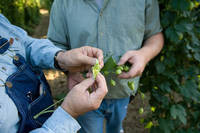 Food Safety & Quality