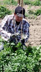 Training dates are established. Each farm determines these by looking at a number of factors including growth rates, bloom dates, cone development, and the historical trends of each variety and field location. With the addition of so many varieties on farms now, picking windows of other varieties are noted when selecting training dates. Depending on plant vigor, value of the variety, labor factors, and weather, additional training can be scheduled one or more times to increase the crop size per bine as new shoots emerge.