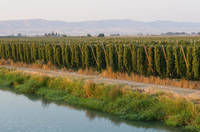Water & Irrigation
