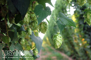 Cones close up just about ready to be picked