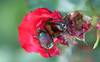 WSDA Japanese Beetle Quarantine Proposal