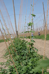 Primary shoots emerge from the hop crowns. In established yards, primary shoots are generally pruned to eliminate early disease inoculum and to set training dates.