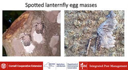 Spotted Lantern Fly