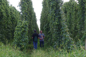 Brewers visit farms and merchants for hop selection, choosing the hops they will brew with throughout the year.