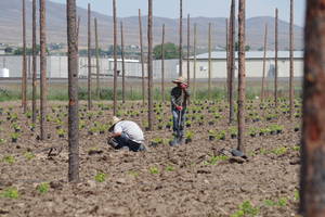 New hop yards are planted from rhizomes or potted plants.  Rhizomes are planted in early spring, and potted plants are planted later, after the danger of frost has passed.