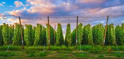 2019 USDA National Hop Report