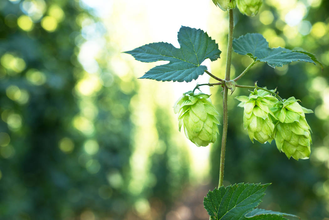 Hop Growing Season