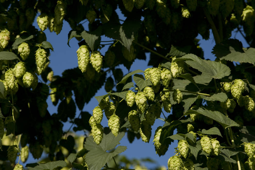 Overview of the Hop Industry