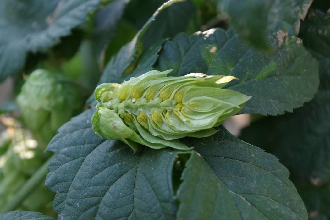 Hop Breeding