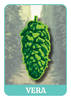 USDA-ARS Releases Vera Hop Variety 