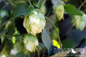 A closeup of a galena hop close to harvest – looking closely, lupulin specs are visible. 