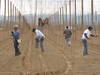 2016 Hop Harvest Report
