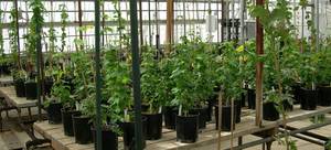 In late winter to early spring, rhizomes can be cut from dormant hop plants (crowns). Potted plants are transferred to greenhouses to break dormancy, allowing propagation through green cuttings.