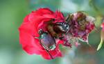 WSDA Japanese Beetle Quarantine Proposal