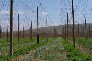 Many growers plant a cover crop between the rows in the late fall or early spring (such as a winter grain crop).